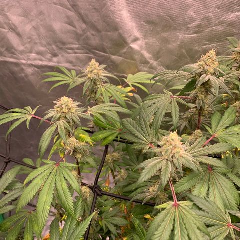 Blueberry growlog timeline photo