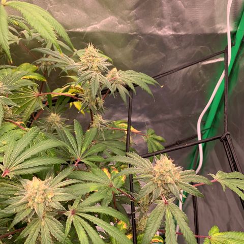 Blueberry growlog timeline photo