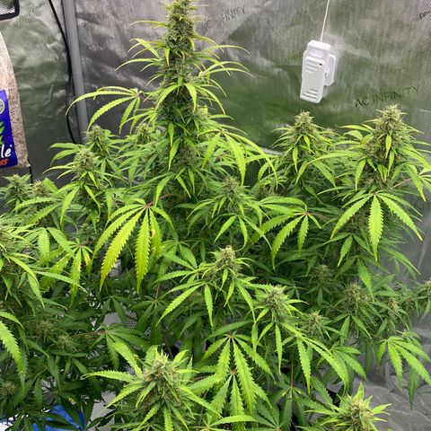 Auto Zkittlez growlog timeline photo