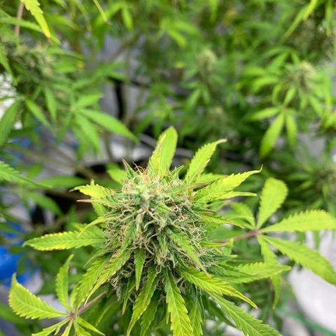 Auto Zkittlez growlog timeline photo