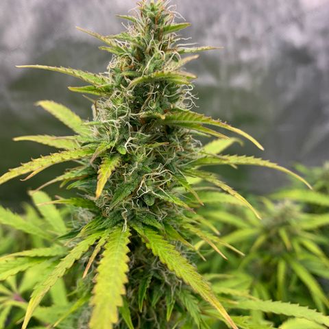 Auto Zkittlez growlog timeline photo