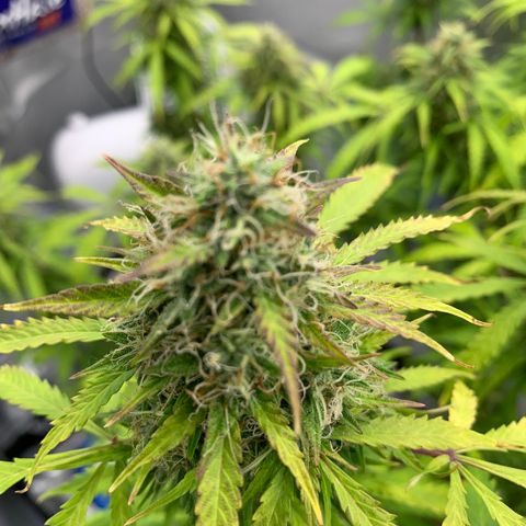 Auto Zkittlez growlog timeline photo