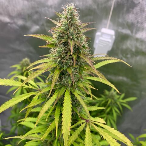 Auto Zkittlez growlog timeline photo