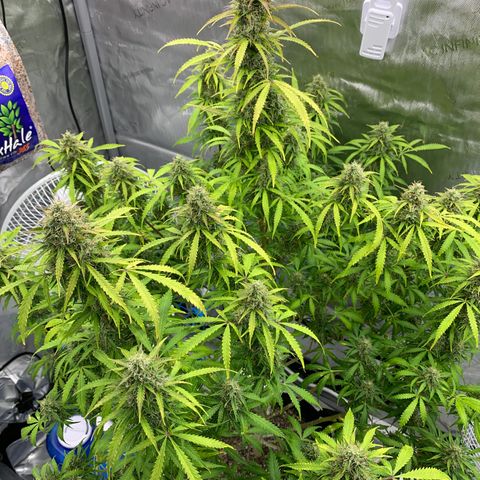 Auto Zkittlez growlog timeline photo