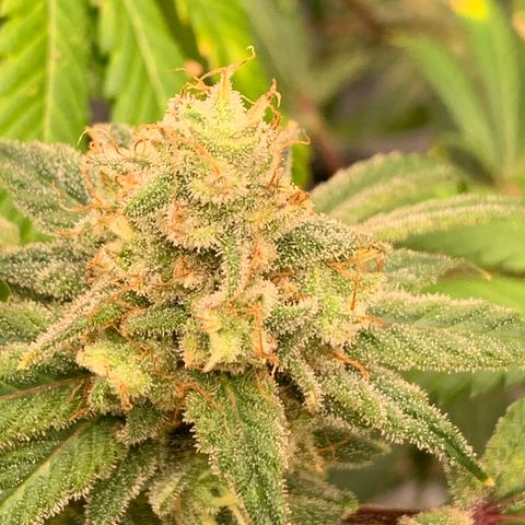 Sunset Sherbert growlog timeline photo