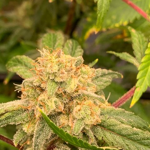 Sunset Sherbert growlog timeline photo