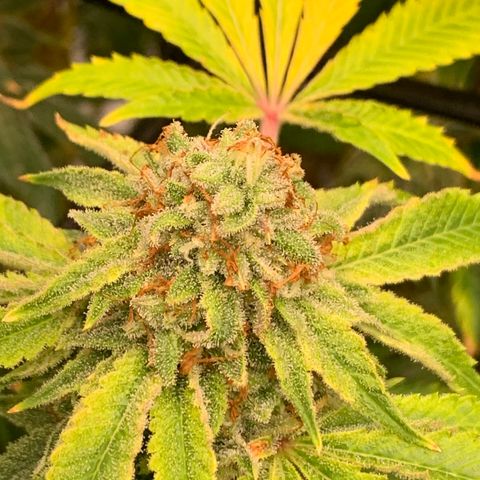 Sunset Sherbert growlog timeline photo