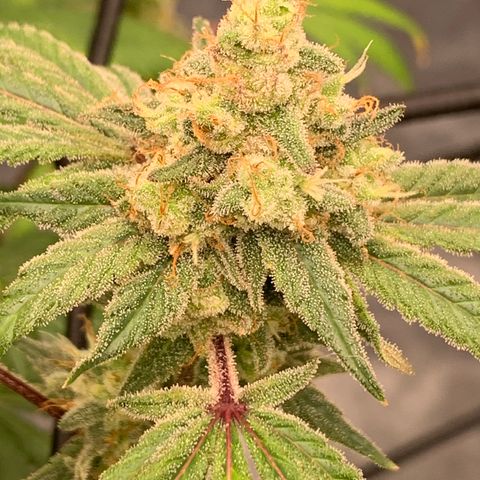 Sunset Sherbert growlog timeline photo