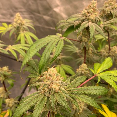 Blueberry growlog timeline photo
