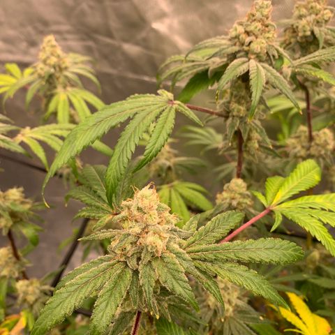 Blueberry growlog timeline photo
