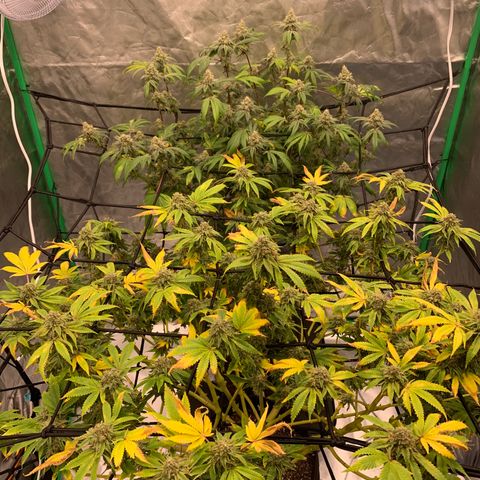 Blueberry growlog timeline photo