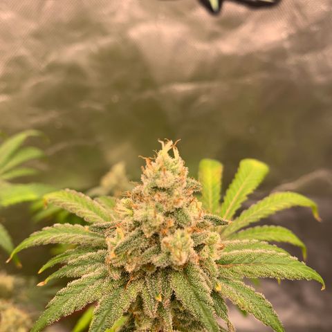 Blueberry growlog timeline photo
