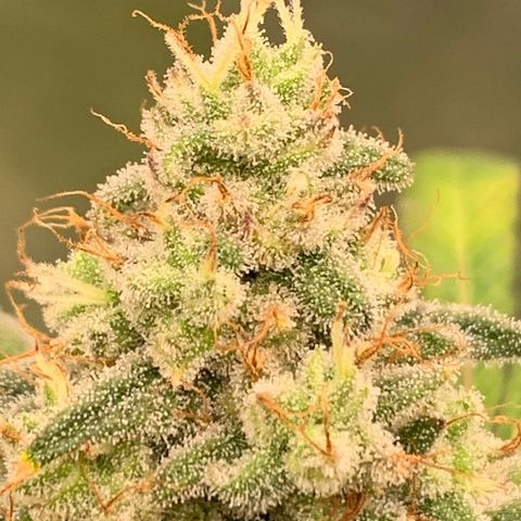 Sunset Sherbert growlog timeline photo