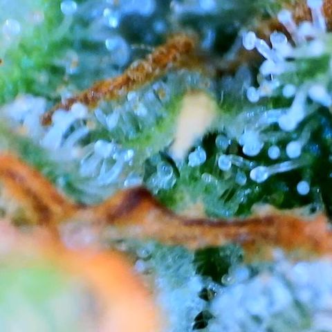 Sunset Sherbert growlog timeline photo