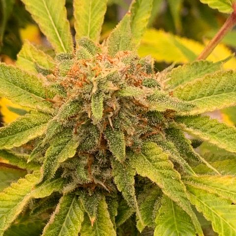 Sunset Sherbert growlog timeline photo