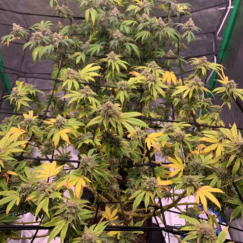 Sunset Sherbert growlog timeline photo