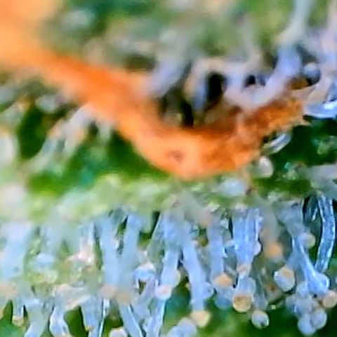 Sunset Sherbert growlog timeline photo