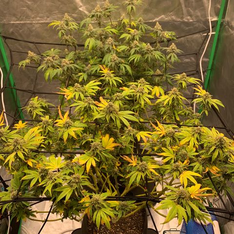 Sunset Sherbert growlog timeline photo