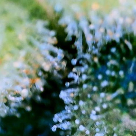 Blueberry growlog timeline photo