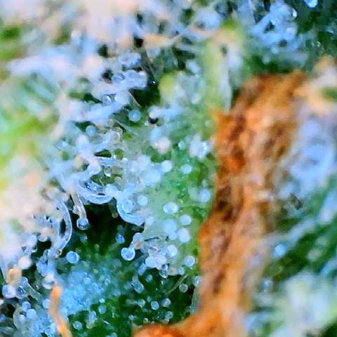 Blueberry growlog timeline photo