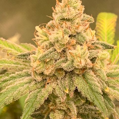 Blueberry growlog timeline photo