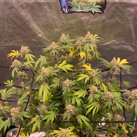 Blueberry growlog timeline photo