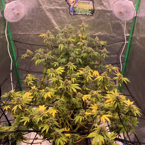 Blueberry growlog timeline photo
