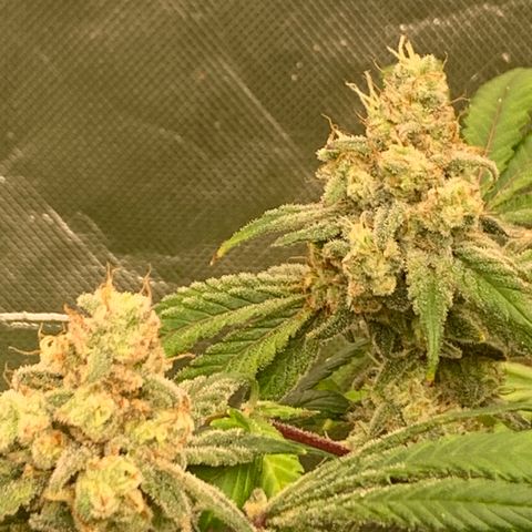 Blueberry growlog timeline photo