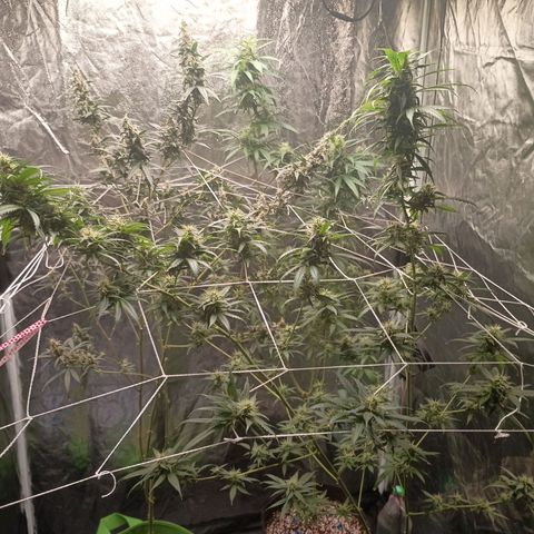 24k Gold clone da semente  growlog timeline photo