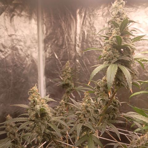 24k Gold clone da semente  growlog timeline photo