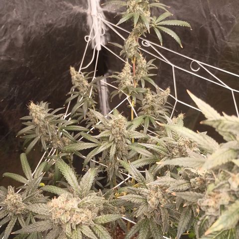 24k Gold clone da semente  growlog timeline photo