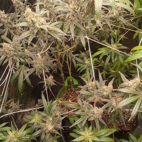 24k Gold clone da semente  growlog timeline photo