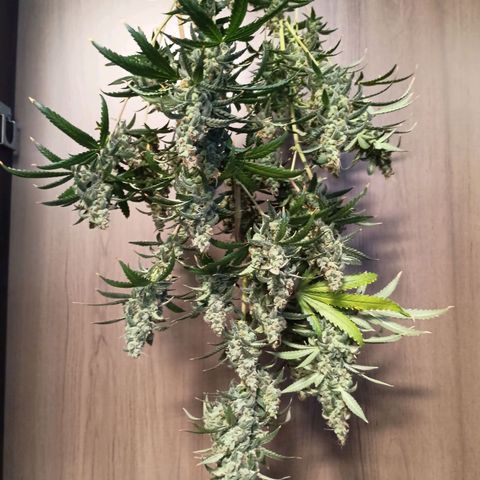 24k Gold clone da semente  growlog timeline photo
