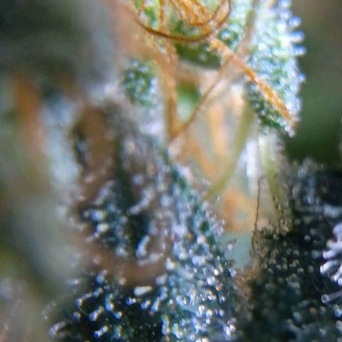 24k Gold clone da semente  growlog timeline photo