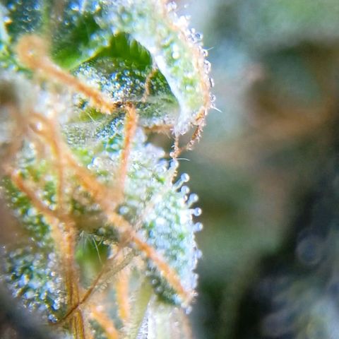 24k Gold clone da semente  growlog timeline photo