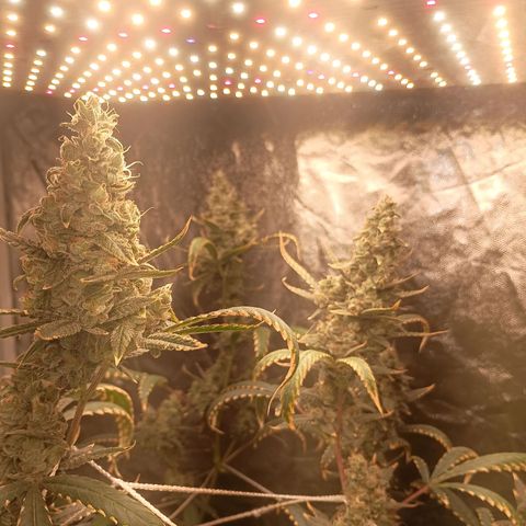 24k Gold clone da semente  growlog timeline photo