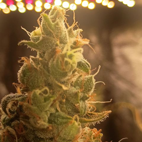 24k Gold clone da semente  growlog timeline photo