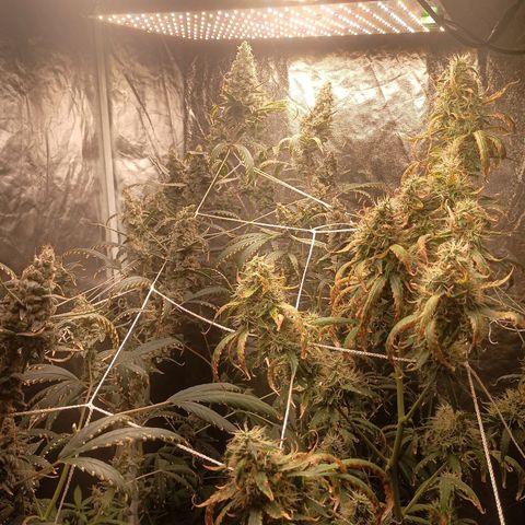 24k Gold clone da semente  growlog timeline photo