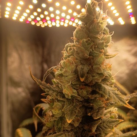 24k Gold clone da semente  growlog timeline photo
