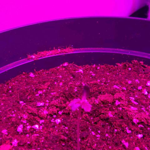 Perlite Bio Biz growlog timeline photo