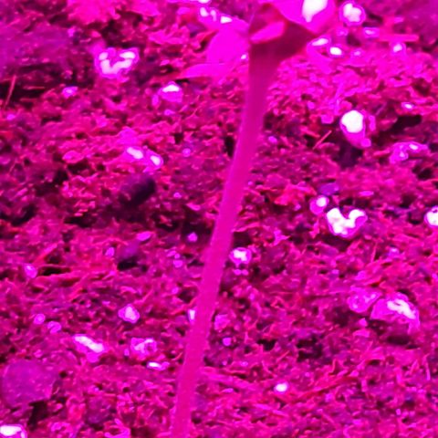 Perlite Bio Biz growlog timeline photo