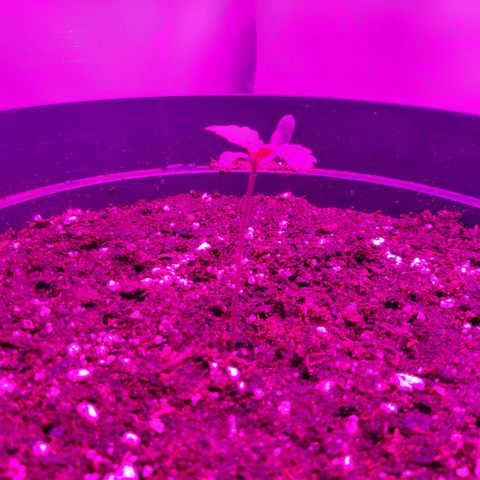 Perlite Bio Biz growlog timeline photo