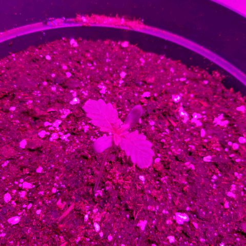 Perlite Bio Biz growlog timeline photo