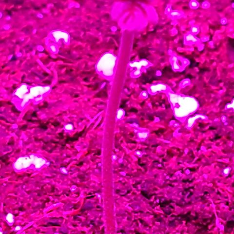 Perlite Bio Biz growlog timeline photo