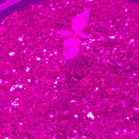 Perlite Bio Biz growlog timeline photo