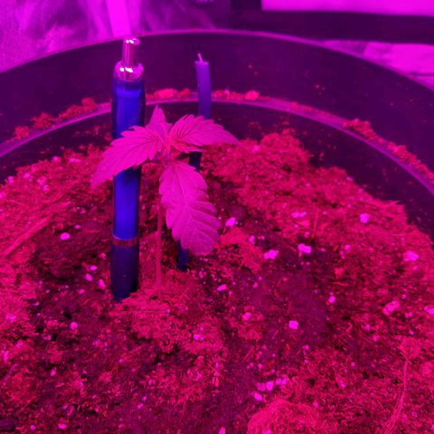 Perlite Bio Biz growlog photo: Fell over yesterday. Propped up. Signs of wilting this morning. Watered. 