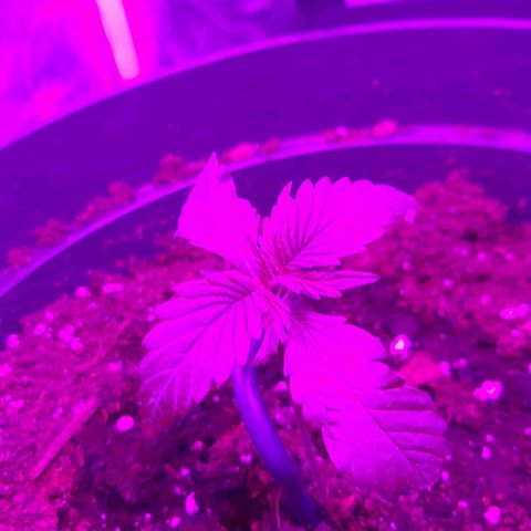 Perlite Bio Biz growlog timeline photo