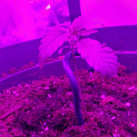 Perlite Bio Biz growlog timeline photo