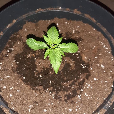 Perlite Bio Biz growlog photo: First set of true leaves coming in 