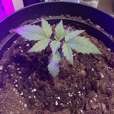 Perlite Bio Biz growlog timeline photo